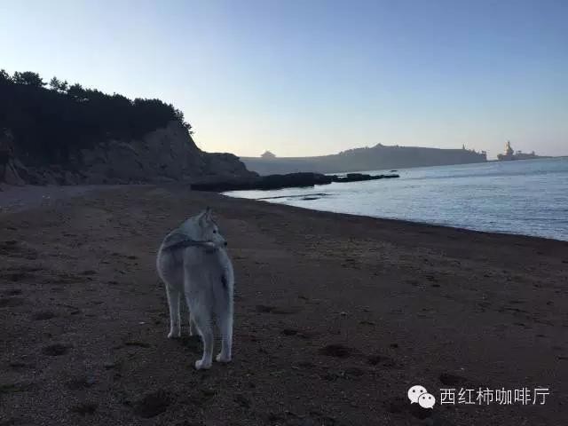 狗狗出行-独享私家海滩-威海国家4A级风景名胜区成山头