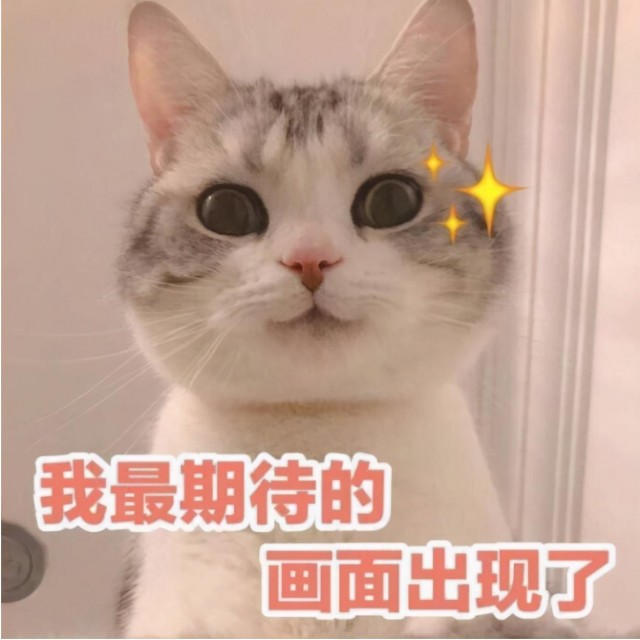 养猫小知识：必备物品清单