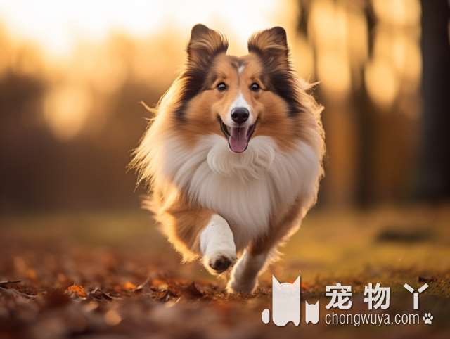 幸运的是，养了一只“博美犬”，这辈子都要跟它“锁死”，不想换狗！